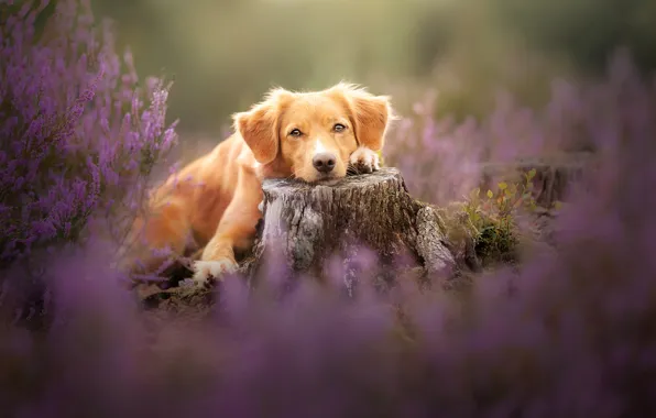 Look, flowers, glade, stump, dog, lies, pink, face