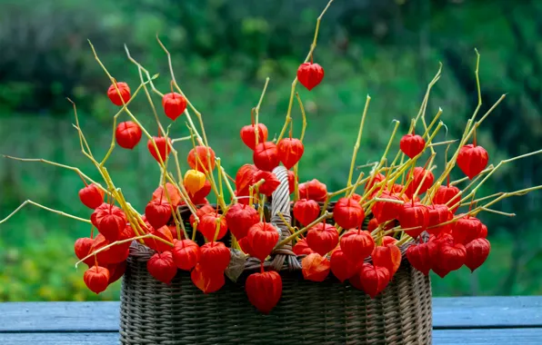 Flowers, basket, bouquet, orange, basket, flowering, physalis