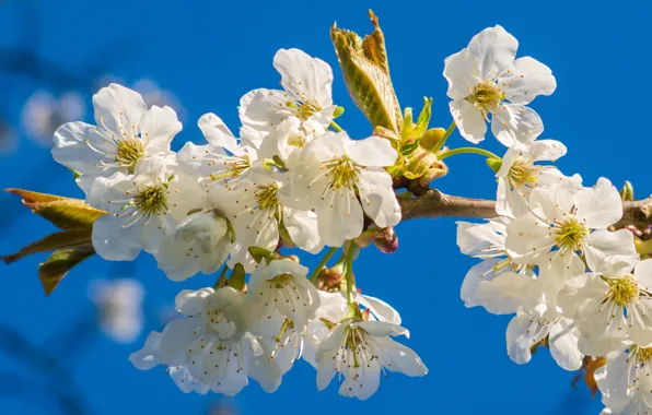 Flowers, cherry, blue, branch, spring, white, flowering, blue sky