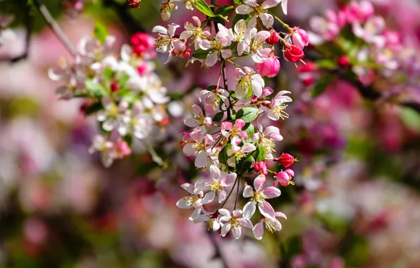 Picture flowers, branches, spring, pink, Apple, flowering, bokeh, Apple blossoms