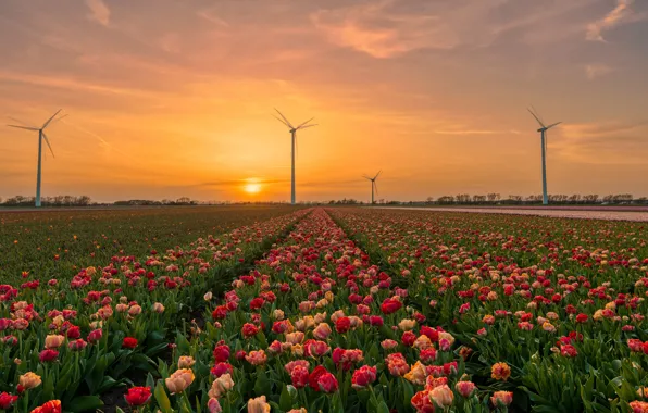 Field, the sky, the sun, sunset, flowers, dawn, spring, tulips