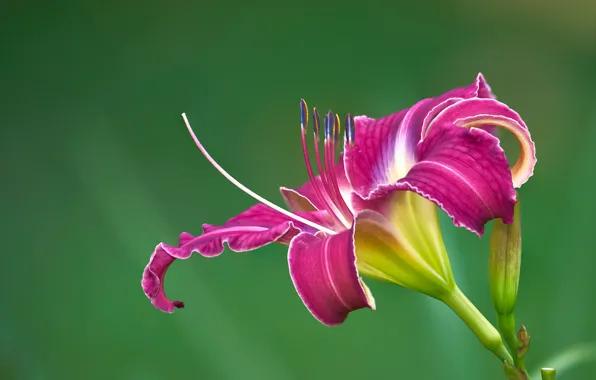 Flower, pink, Lily, petals, Bud, stamens, two-tone, green background