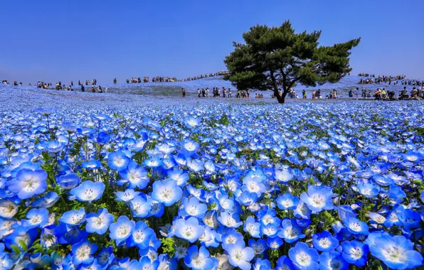 Field, flowers, nature, blue, Asia, beauty, spring, floral