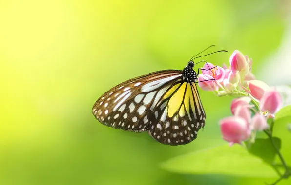 Picture macro, flowers, background, butterfly