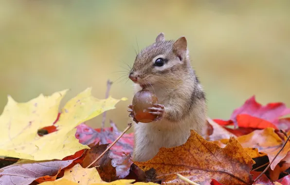 Picture autumn, Chipmunk, nuts, stand, autumn leaves