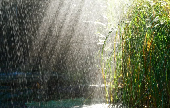 Picture grass, the sun, rain, puddles
