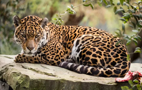 Nature, animal, stay, Jaguar
