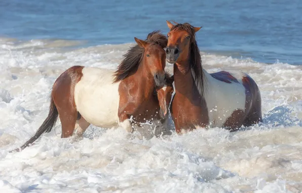 Picture sea, wave, beach, summer, squirt, horse, stay, shore