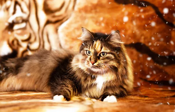 Cat, cat, look, strips, background, New year, lies, plaid
