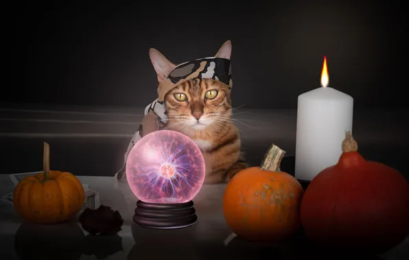 Autumn, cat, cat, look, pose, pumpkin, pumpkin, Halloween