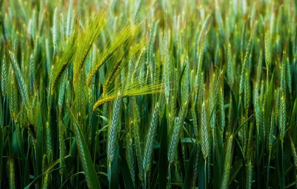 Wheat, macro, spikelets, green background