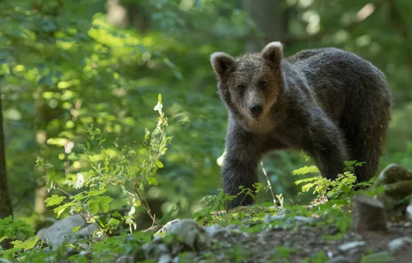 Picture forest, bear, bear