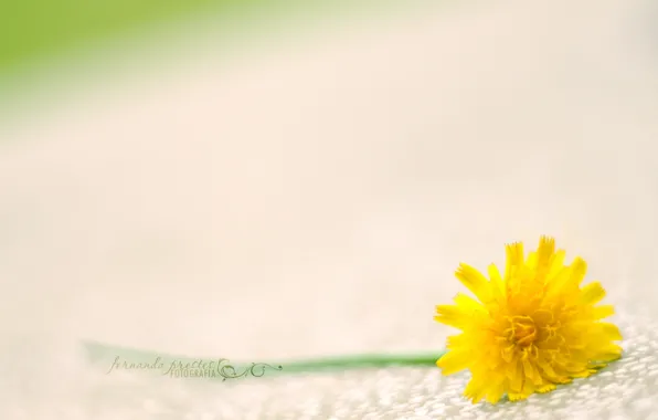 Picture macro, flowers, yellow, green, background, Wallpaper, stem, different