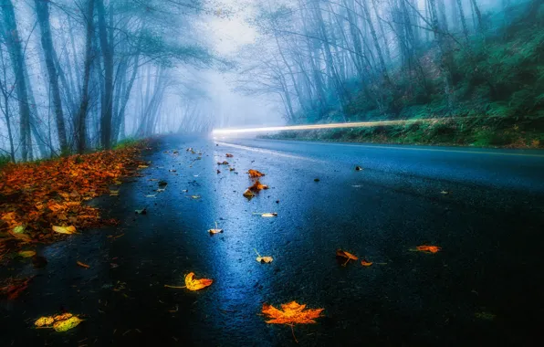 Road, autumn, forest, leaves, light, trees, fog, rain