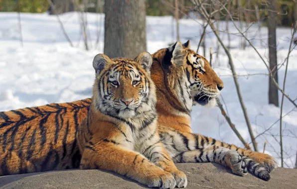Snow, trees, branches, rock, tigers, rock, trees, snow