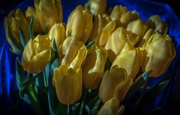 Picture drops, flowers, yellow, bouquet, tulips, buds, blue background
