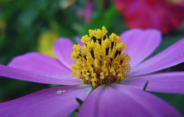 Picture flower, macro, petals, stamens