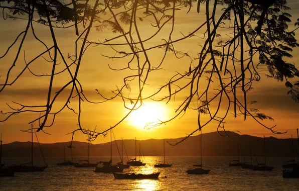 Picture the sun, sunset, branches, lake, boats