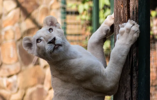 Cat, look, face, background, tree, stone, portrait, Leo