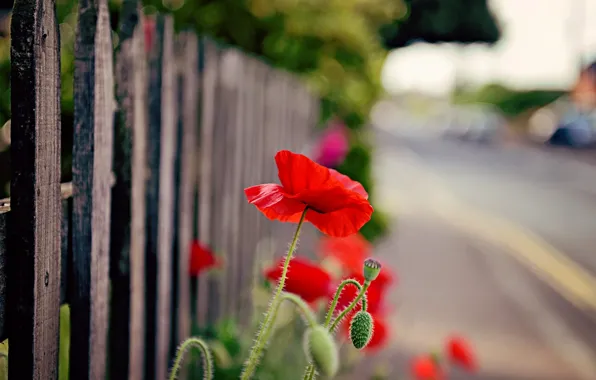 Flower, flowers, red, nature, background, widescreen, Wallpaper, the fence