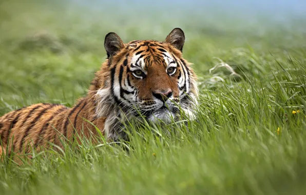 Field, grass, the steppe, field, predators, ambush, trap, wild cats