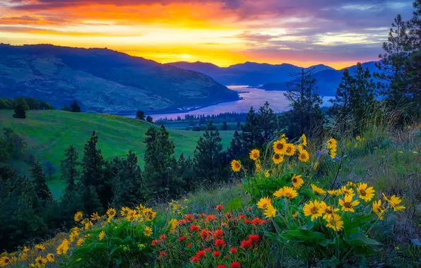 Forest, summer, sunset, flowers, mountains, slope, meadow, bright colors