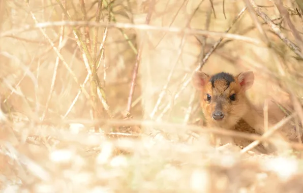 Grass, light, branches, boar, face, cub, bokeh, hog