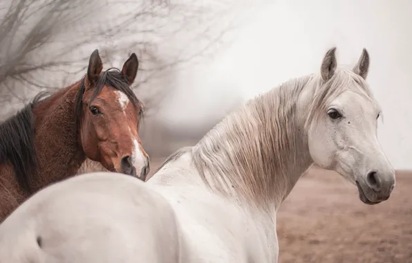 Picture nature, background, horses