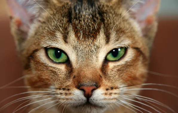 Cat, eyes, cat, look, face, close-up, background, portrait