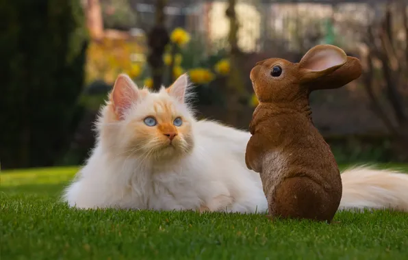 Picture cat, grass, cat, look, portrait, fluffy, garden, red