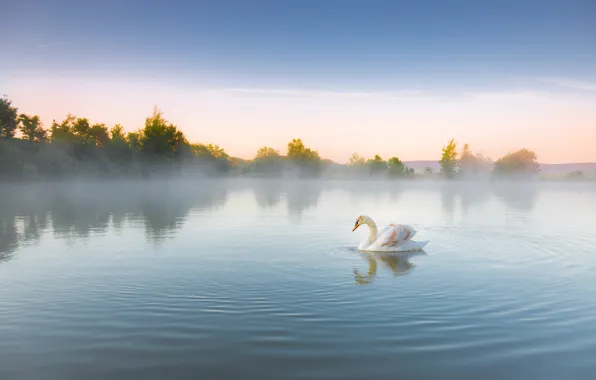 Picture white, fog, reflection, bird, shore, morning, swans, pond