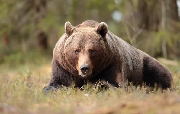 Forest, grass, look, face, nature, pose, glade, bear