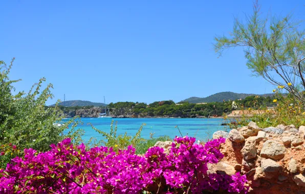 Picture sea, landscape, flowers, stones