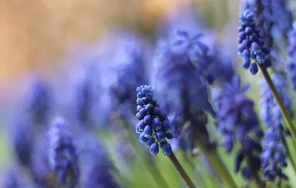 Macro, flowers, nature, blue, Muscari