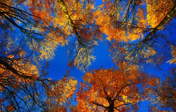 Picture autumn, leaves, trees, crown, the crimson