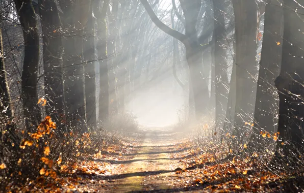 Wallpaper shadow, morning, Park, road, strip, dal, alley, branches