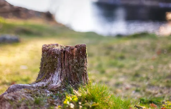 Picture grass, stump, bokeh