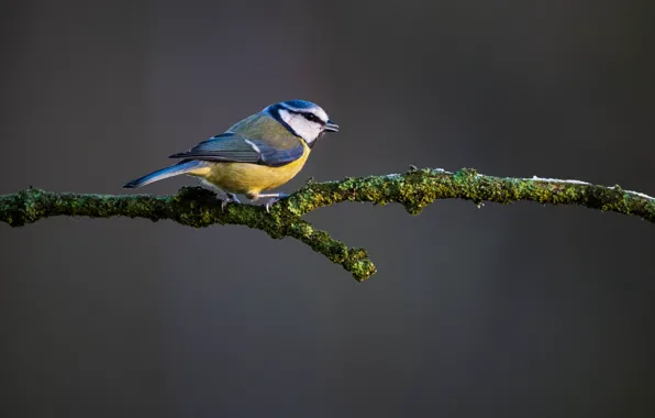 Background, bird, branch, tit