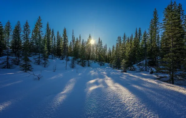 Picture winter, the sun, snow, trees, winter is coming