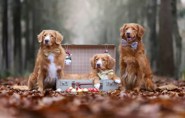 Dogs, look, pose, dog, Christmas, New year, faces