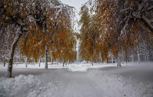 Picture winter, snow, trees
