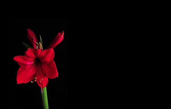 Picture flower, light, background, shadow, petals, stem