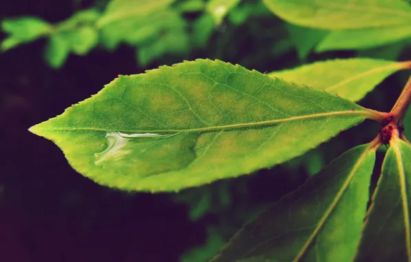 Leaves, water, green