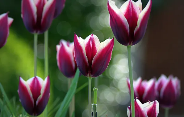 Picture focus, purple, tulips, bokeh, hem