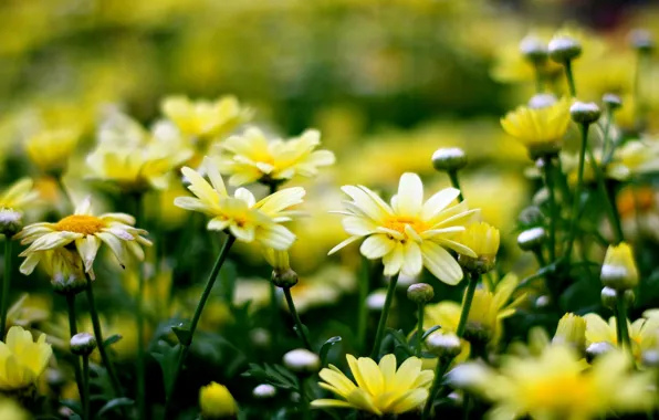 Flowers, yellow, background, widescreen, Wallpaper, wallpaper, flowers, flower