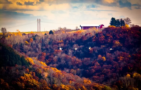 Flying, flight, autumn, autumn colors, barn, farm, ducks, winter is coming