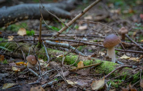 Picture autumn, forest, nature, mushrooms