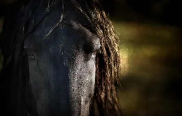 Picture macro, background, horse