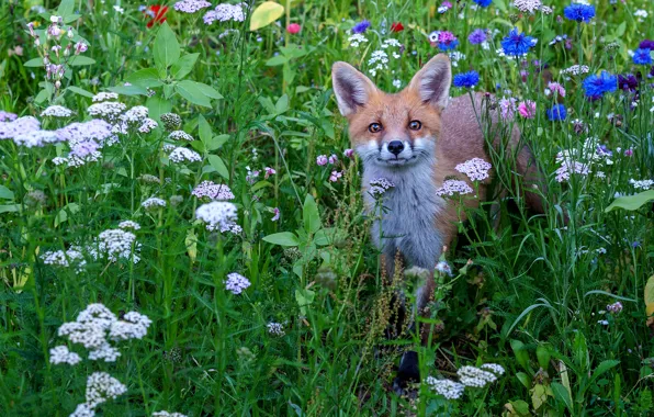 Picture greens, summer, grass, look, flowers, blue, meadow, Fox