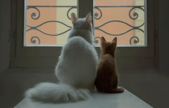 White, cat, window, red, kitty, a couple